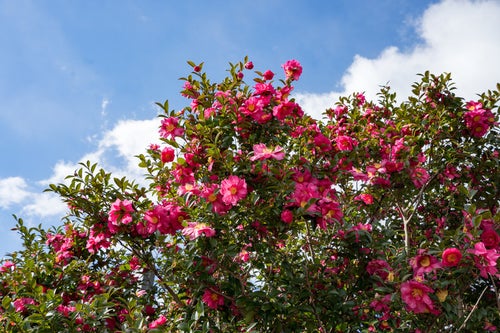 初冬に咲く山茶花（サザンカ）の写真