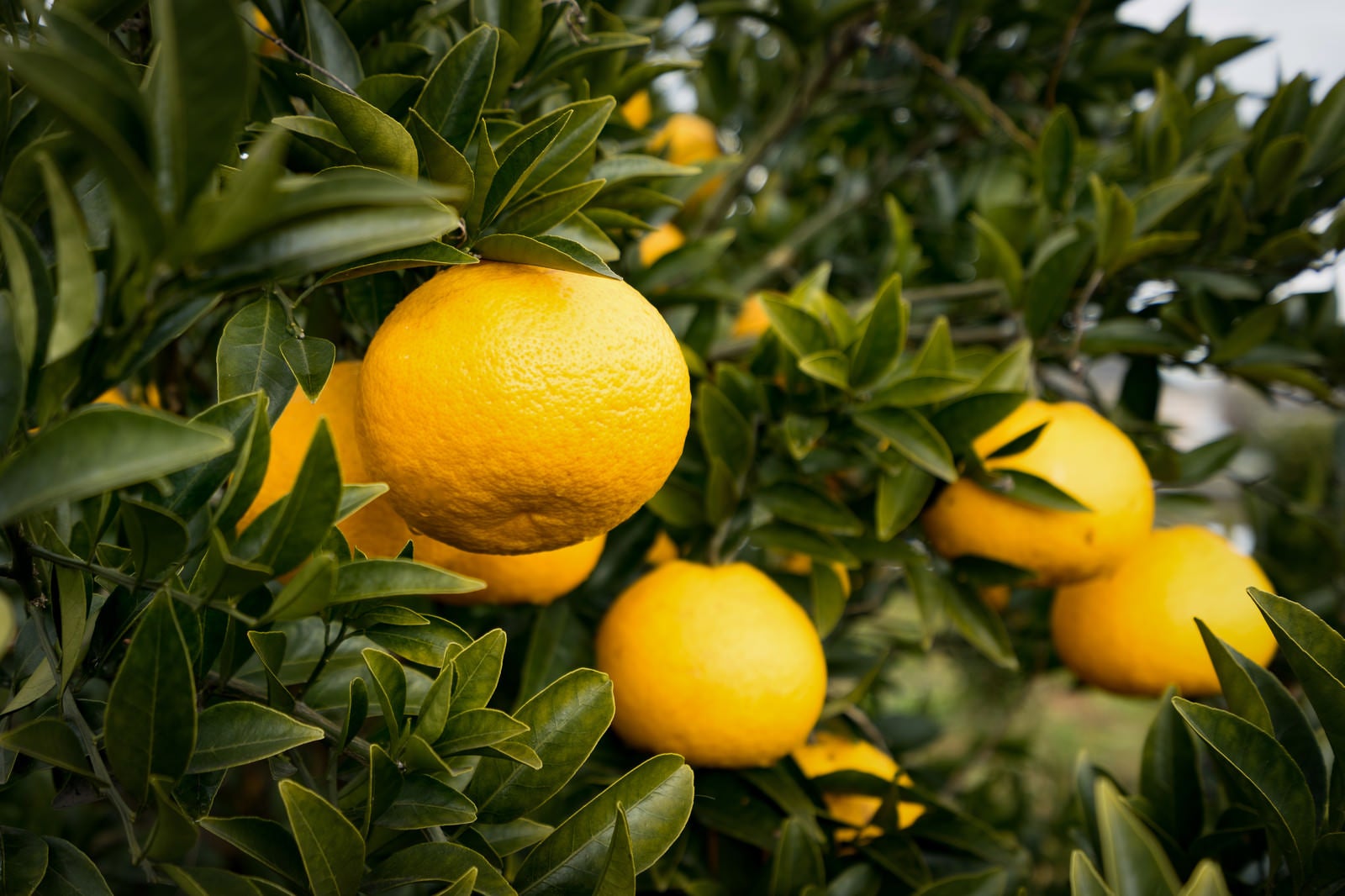 「立派に育った柑橘類の果実」の写真