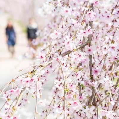 桜と花見をするふたりの写真