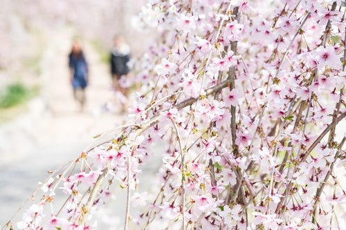 桜と花見をするふたりの写真