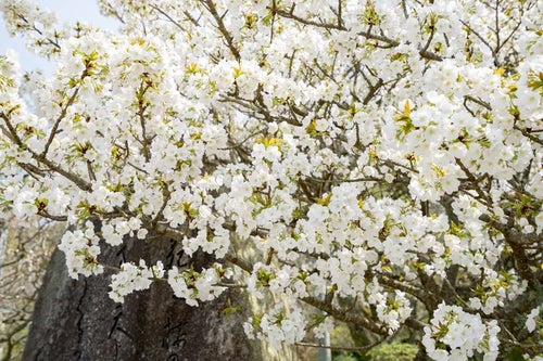 咲き始めの桜の木の写真