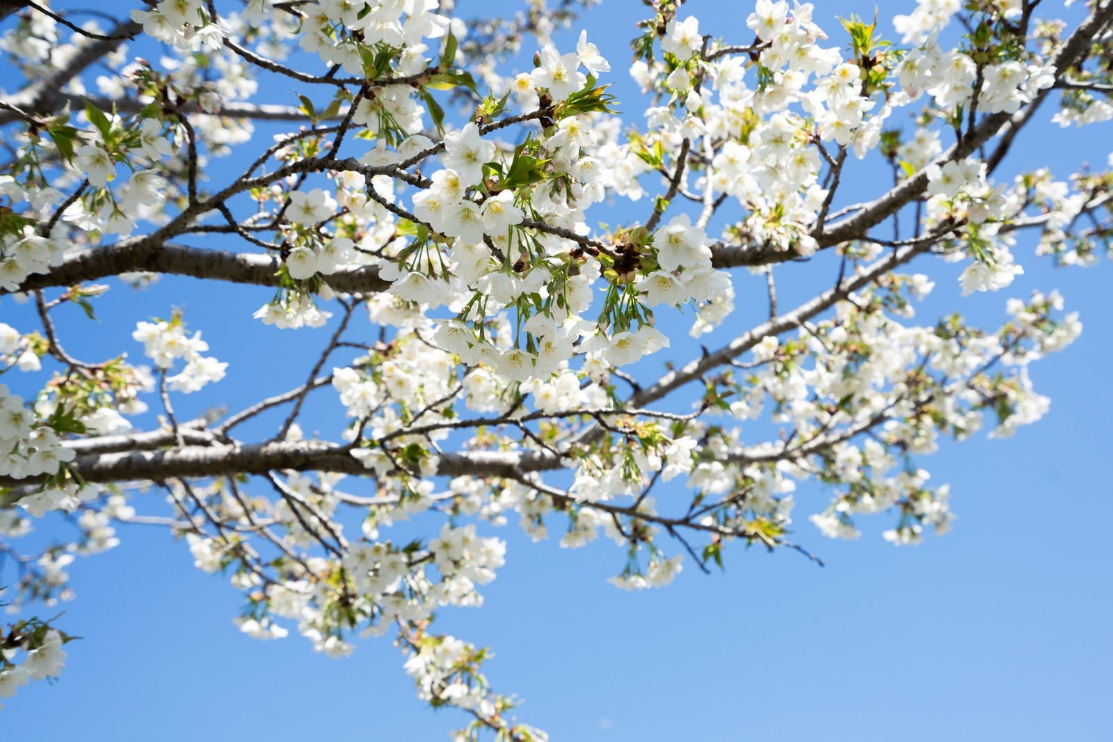 「白い花の桜（葉桜）」の写真