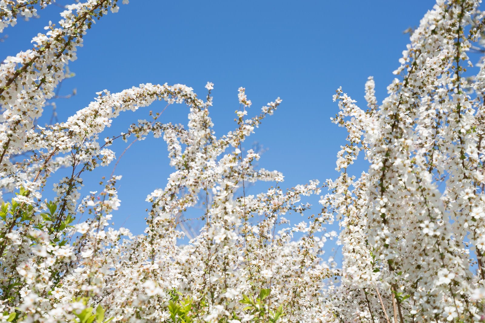 「葉桜と青空」の写真