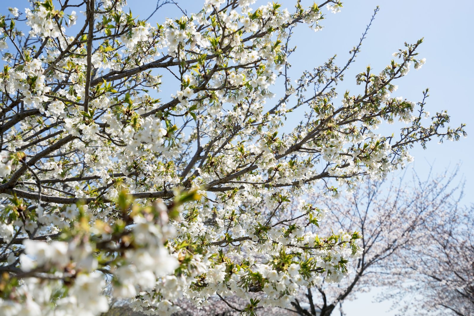 「見頃を終える桜（葉桜）」の写真