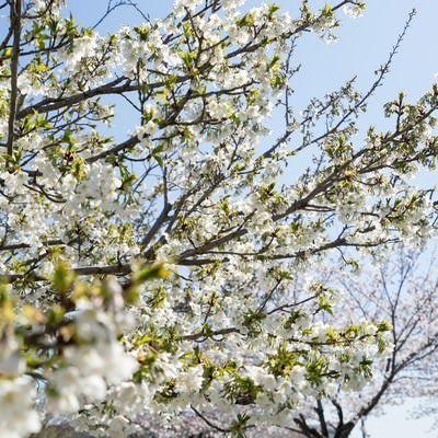 見頃を終える桜（葉桜）の写真