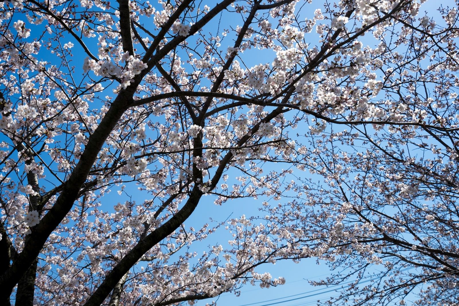 「桜の花と青空 | フリー素材のぱくたそ」の写真