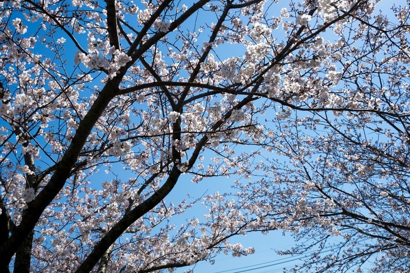 桜の花と青空の写真