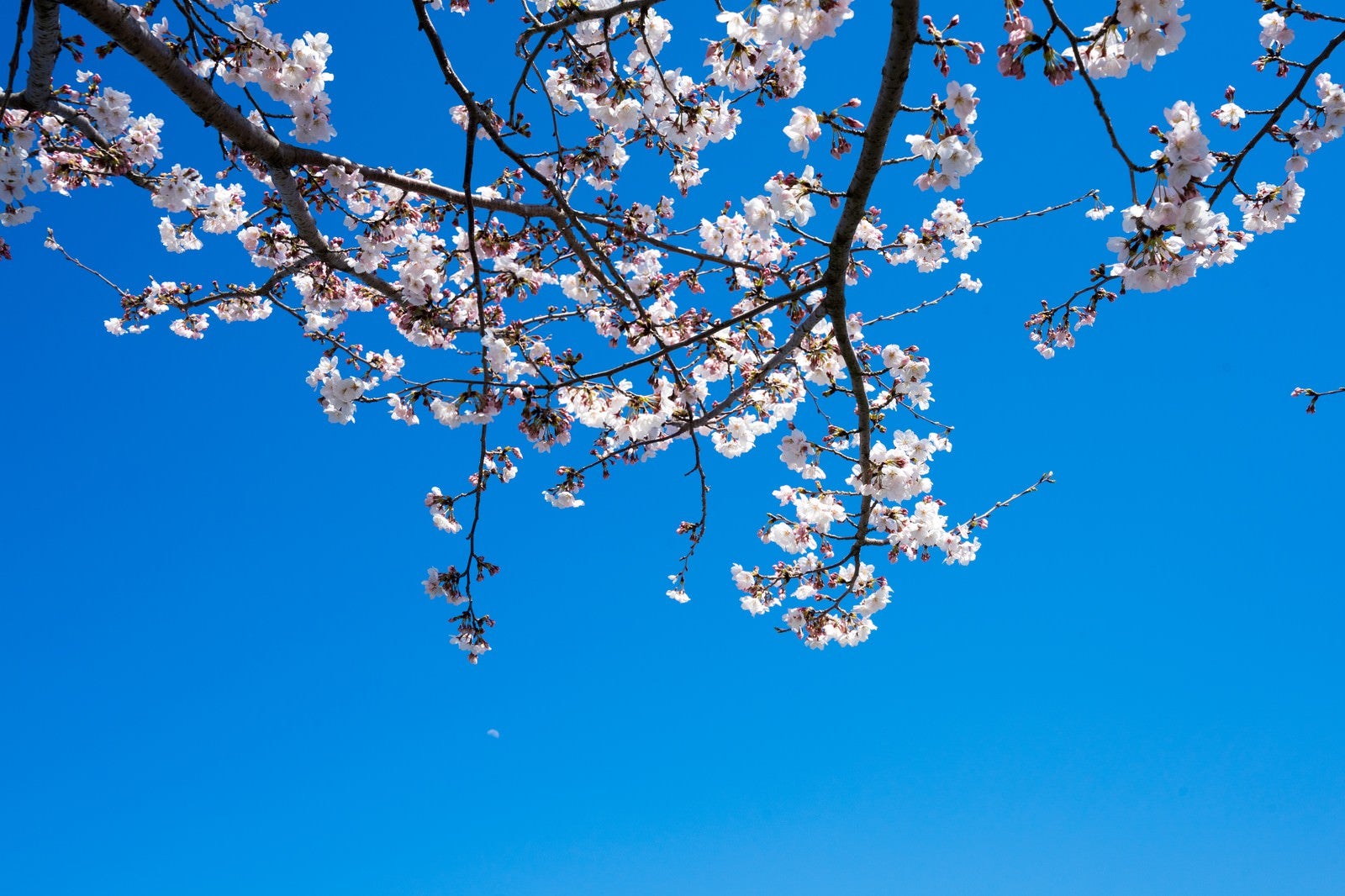 「快晴の空と桜」の写真