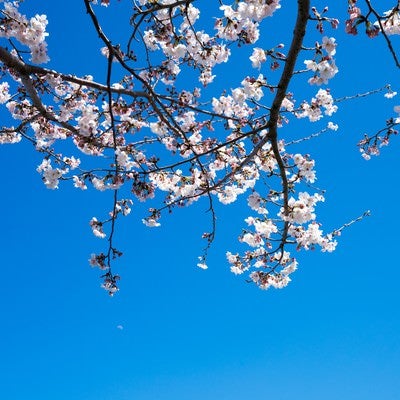 快晴の空と桜の写真