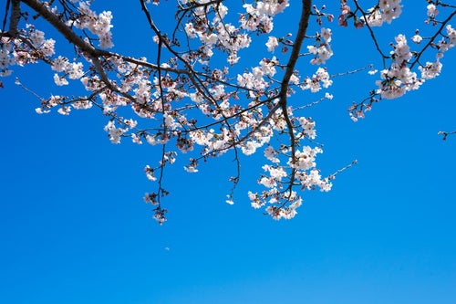 快晴の空と桜の写真