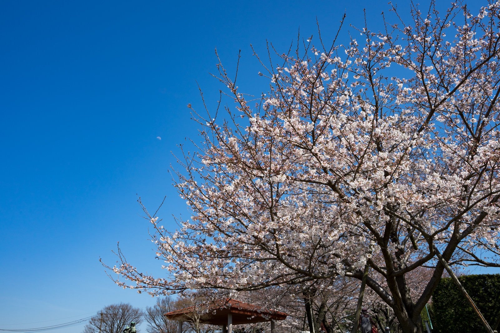 「青空と桜（七分咲き）」の写真