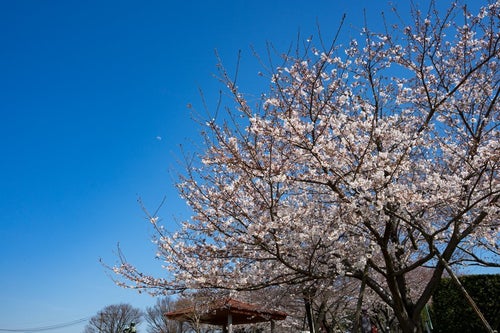 青空と桜（七分咲き）の写真