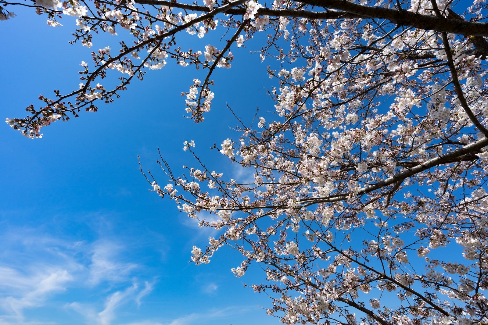 「七分咲きの桜」の写真