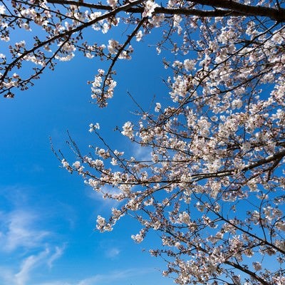 七分咲きの桜の写真