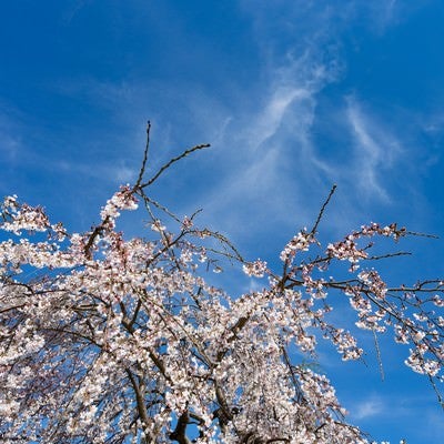枝垂れ桜と青い空の写真