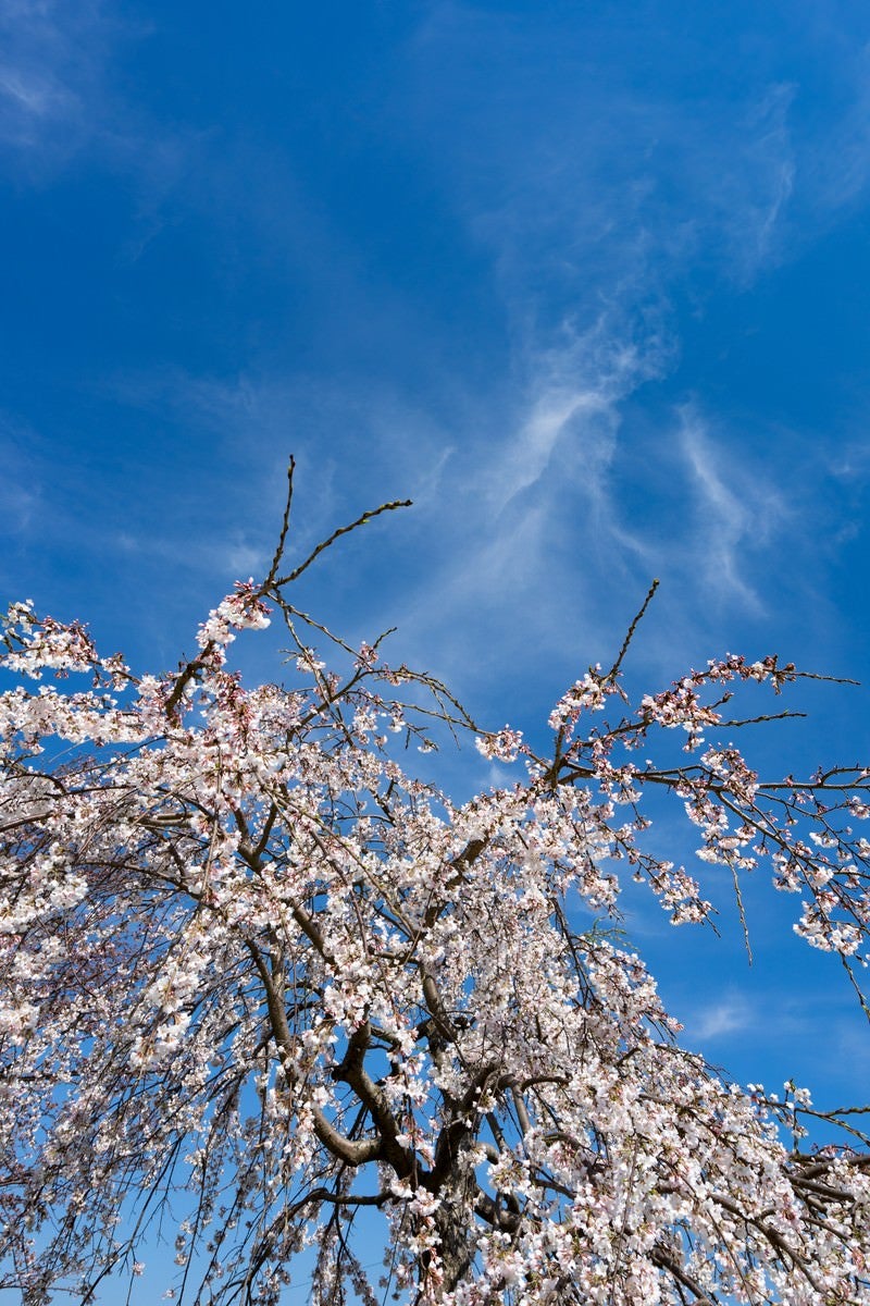 「枝垂れ桜と青い空」の写真