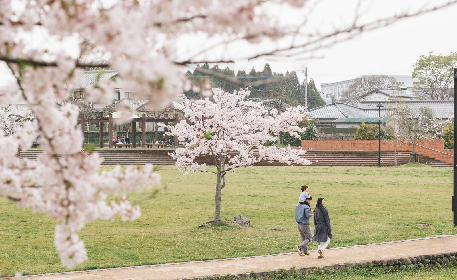 「桜の季節に散歩する家族」の写真