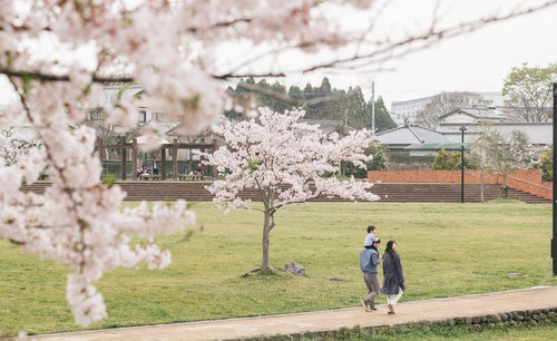桜の季節に散歩する家族の写真