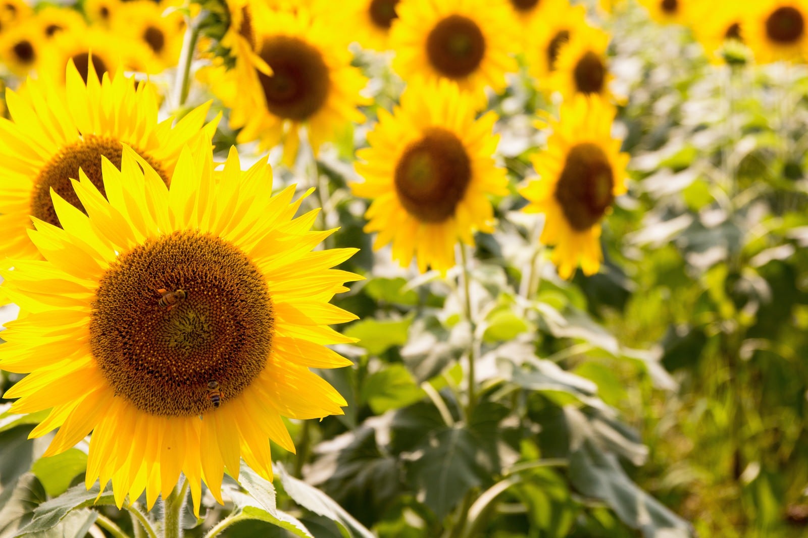 「連日の猛暑と向日葵の花」の写真