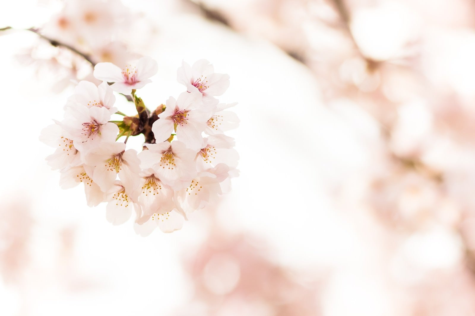 「桜の花」の写真