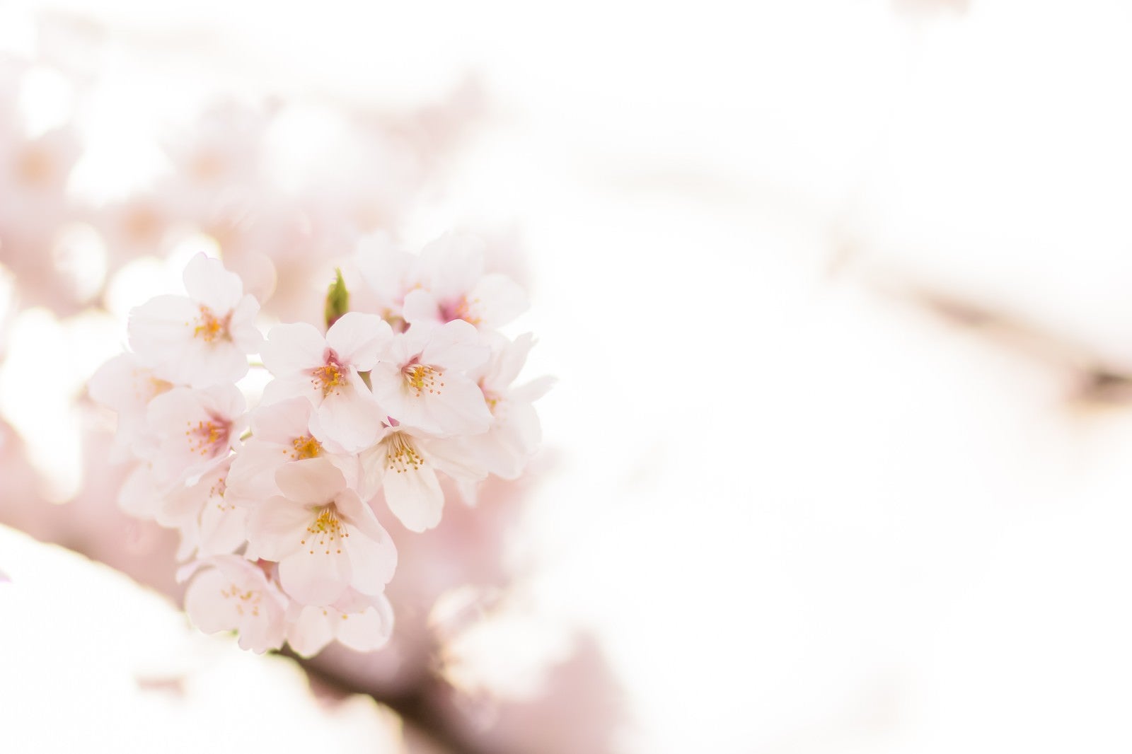 「桜の季節」の写真