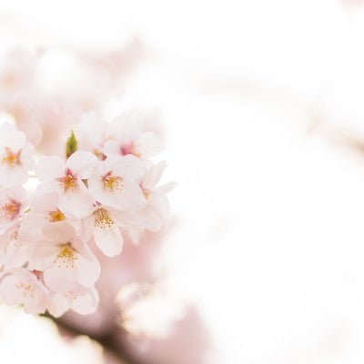 桜の季節の写真