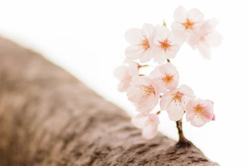 桜と枝の写真