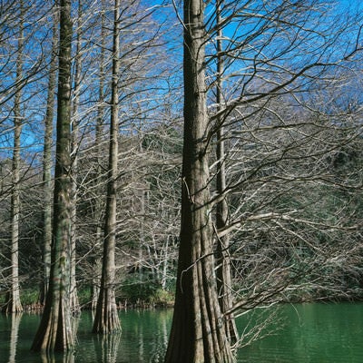 池に浮かぶ巨木（篠栗九大の森）の写真