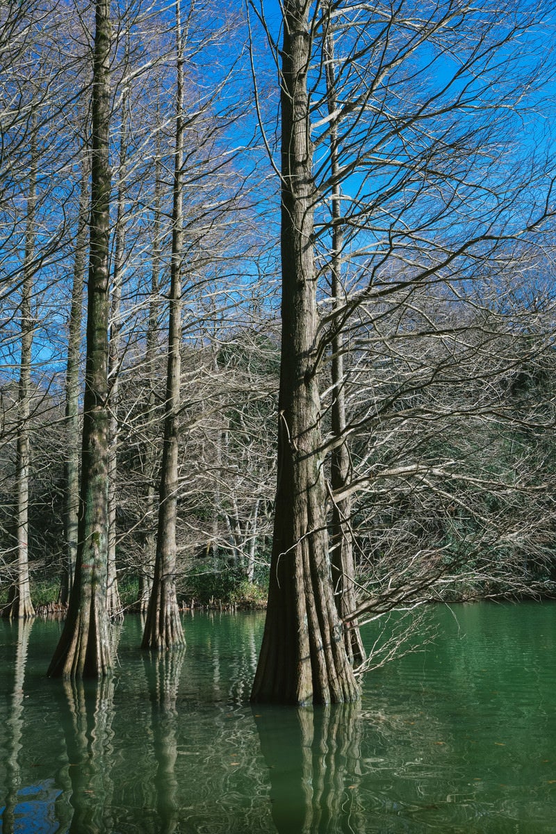 「池に浮かぶ巨木（篠栗九大の森）」の写真