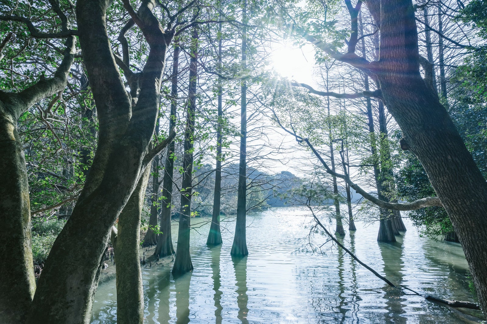「幻想的な篠栗九大の森」の写真