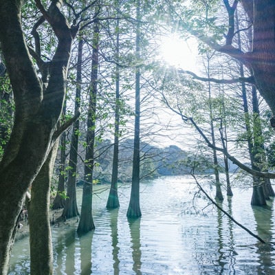 幻想的な篠栗九大の森の写真