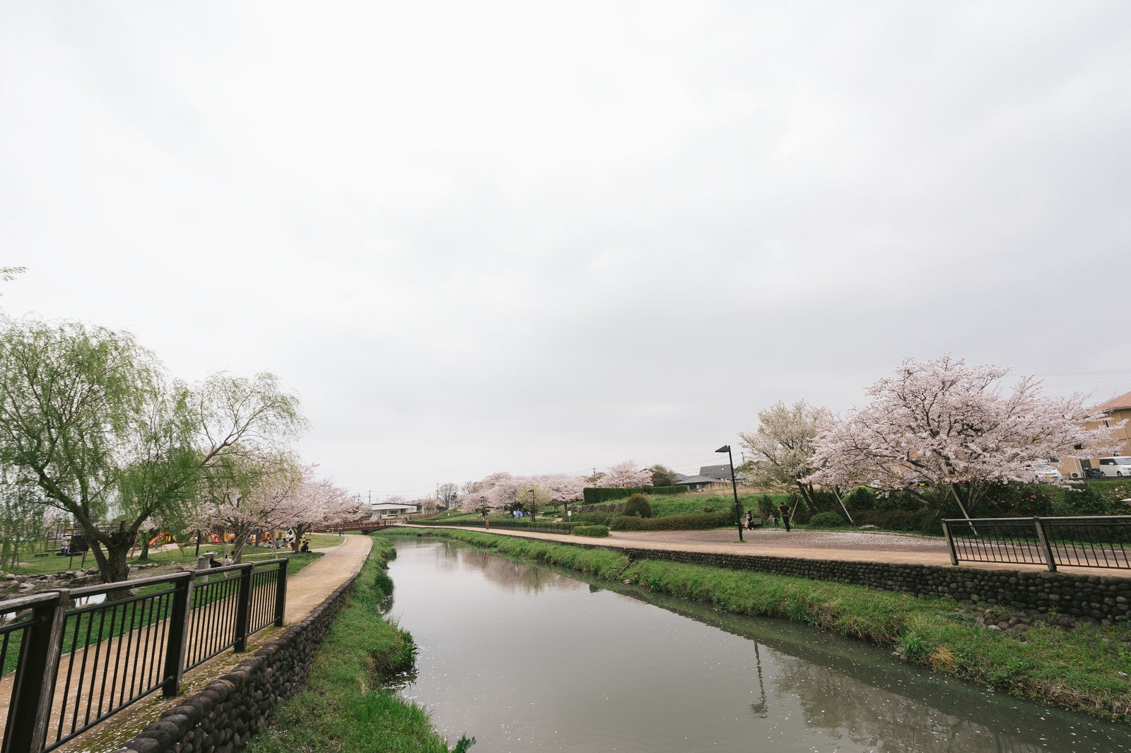 「桜咲く大刀洗公園（曇り）」の写真
