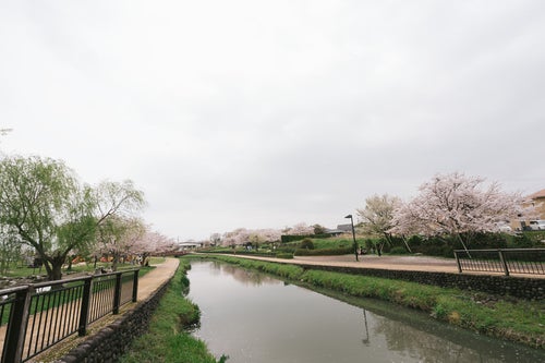 桜咲く大刀洗公園（曇り）の写真