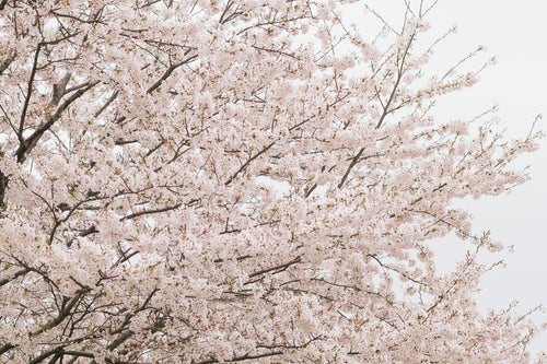 曇り空と桜の花の写真