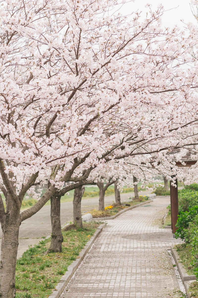 「歩道の側に咲く桜並木」の写真