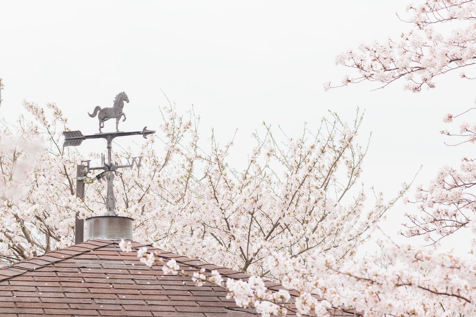 「風見鶏と桜」の写真