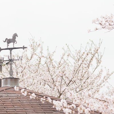風見鶏と桜の写真