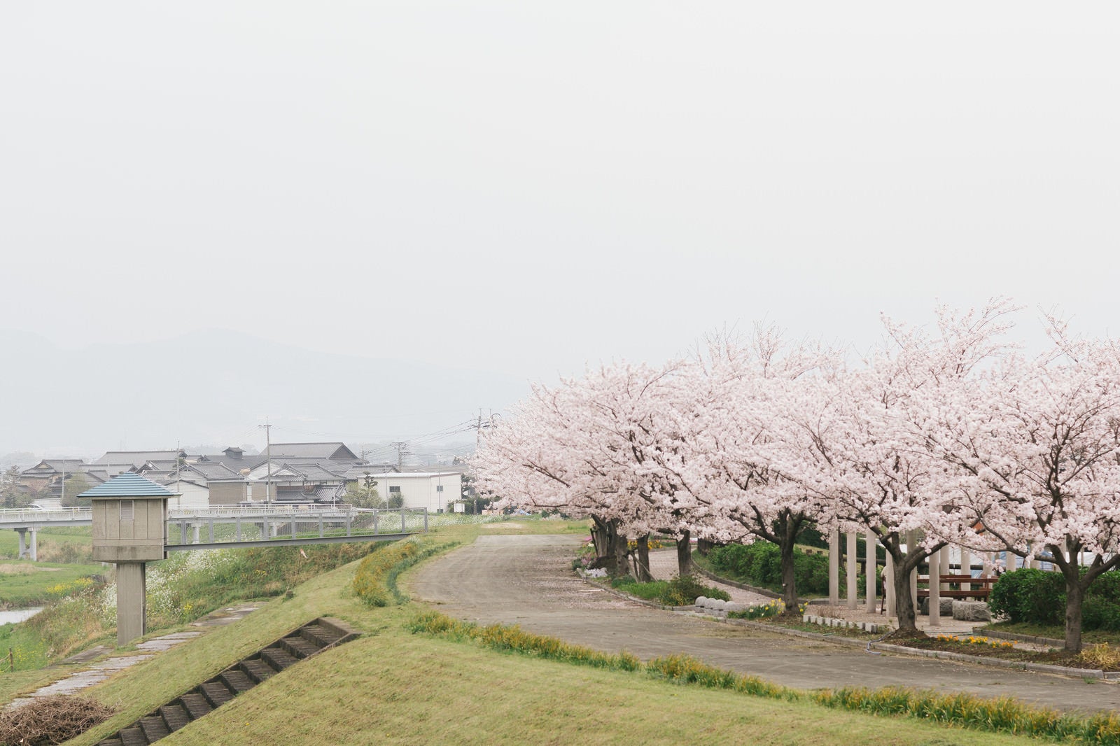 「河川敷沿いの桜（大刀洗公園横）」の写真