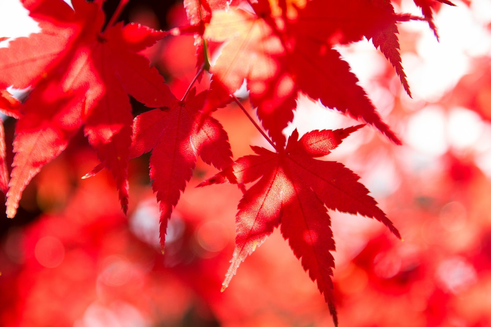 「鮮やかな彩りの紅葉」の写真