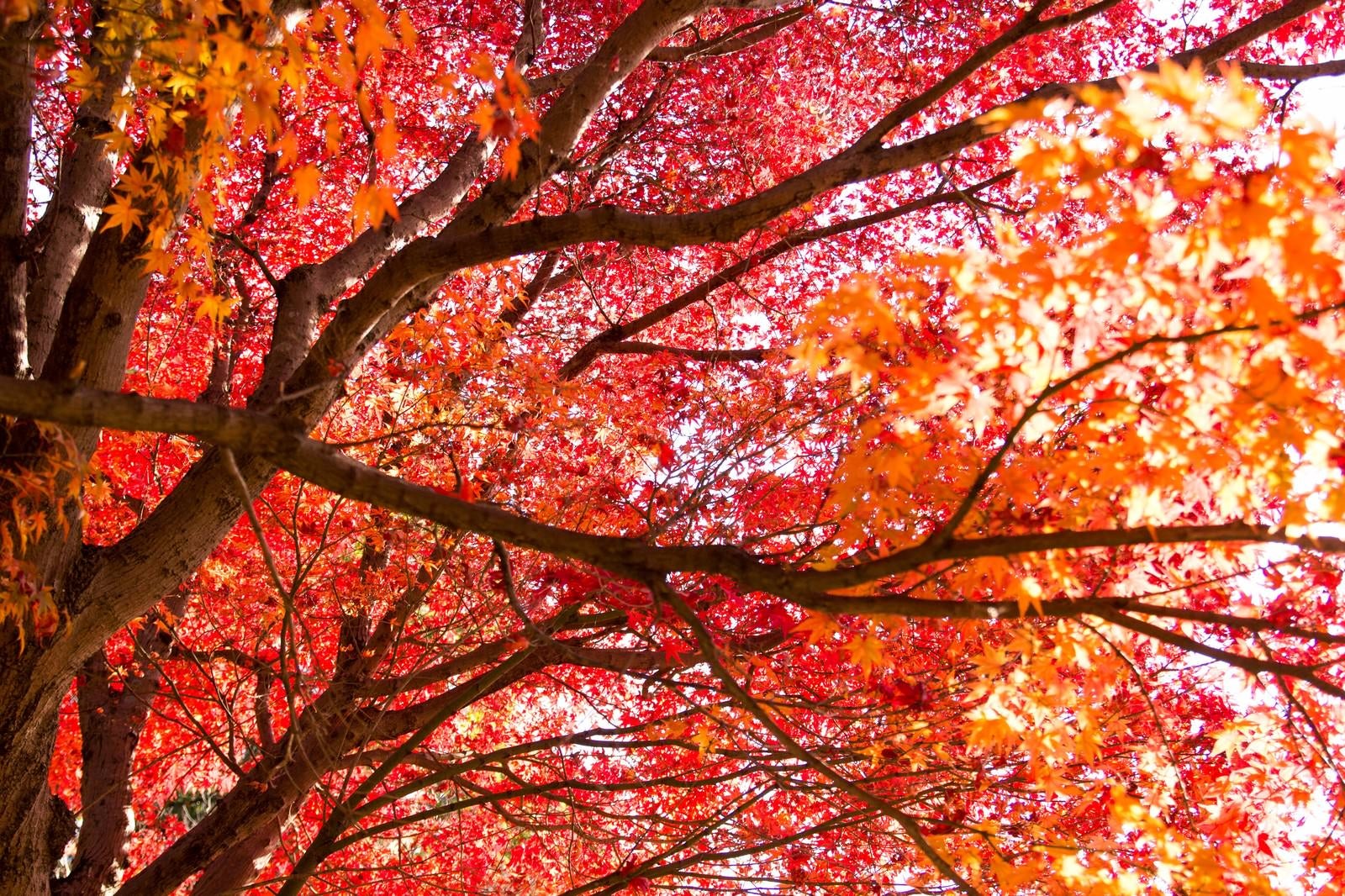 「赤く染まった木」の写真