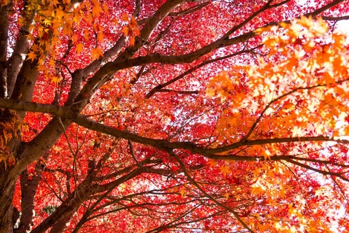 赤く染まった木の写真