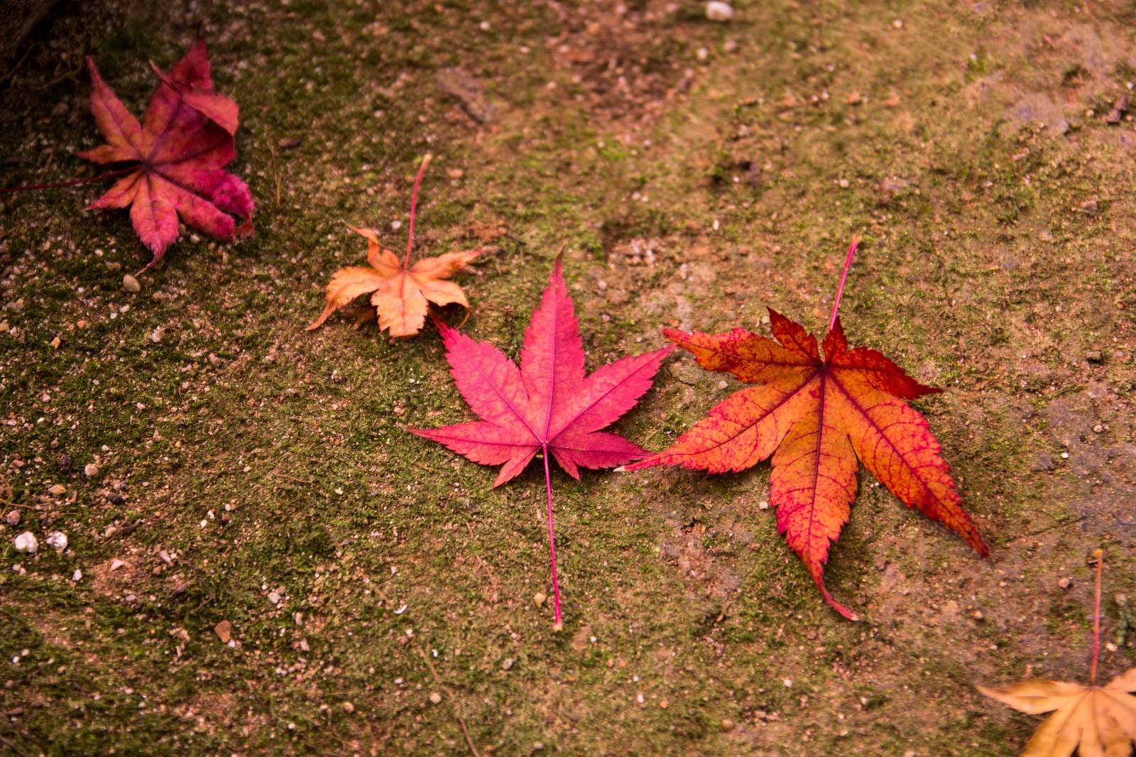 「紅葉した落ち葉」の写真