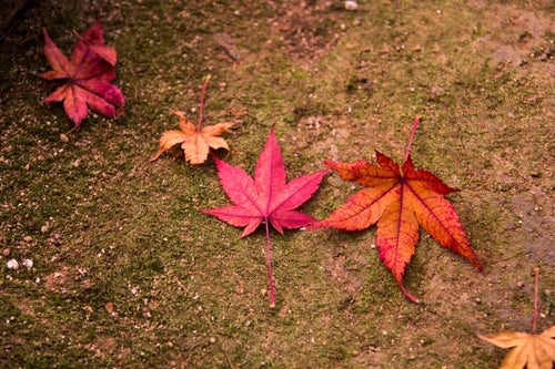 紅葉した落ち葉の写真