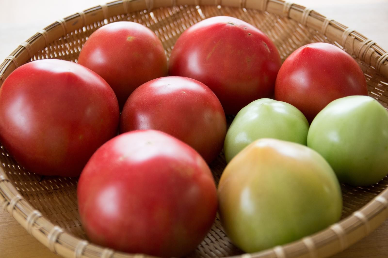 「ザルに入った採れたてのトマト」の写真