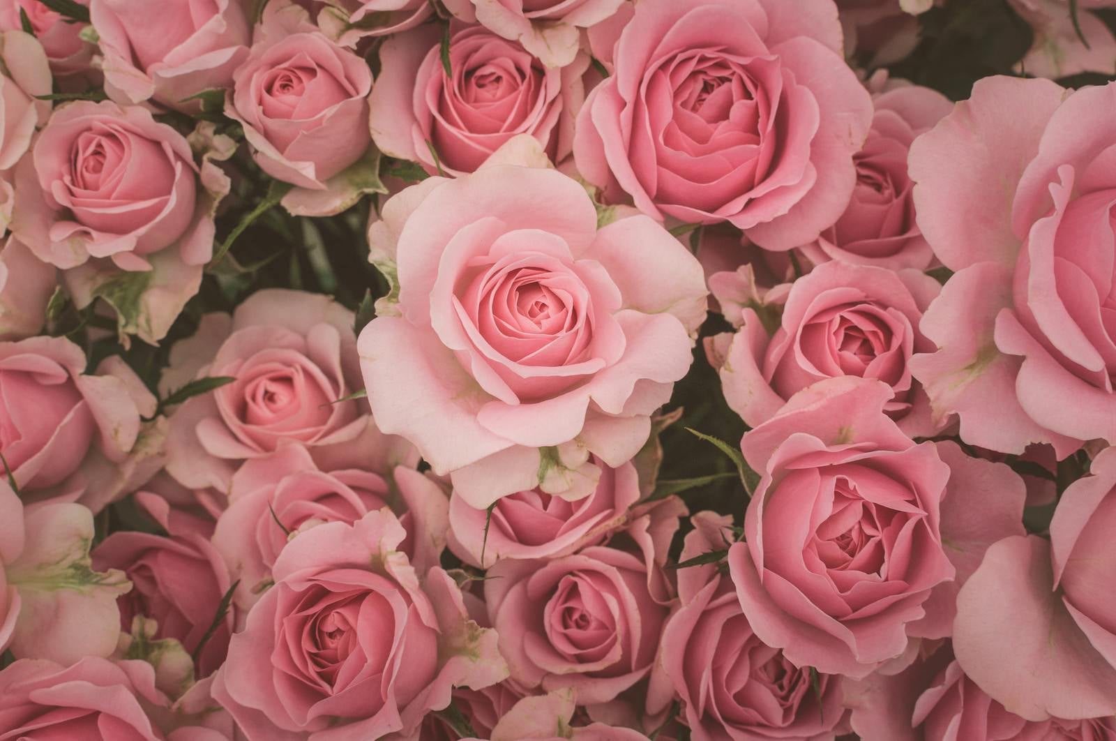 「薄ピンク色の薔薇のテクスチャー」の写真
