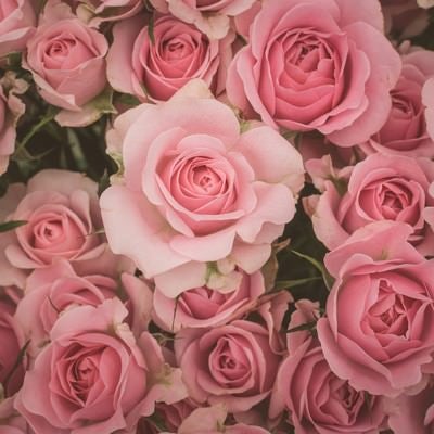 薄ピンク色の満開の薔薇が密集したテクスチャーの写真