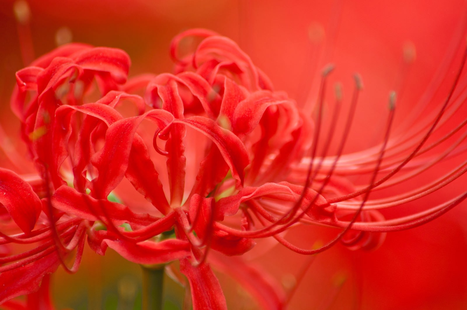 「彼岸花のうっとりする赤色」の写真