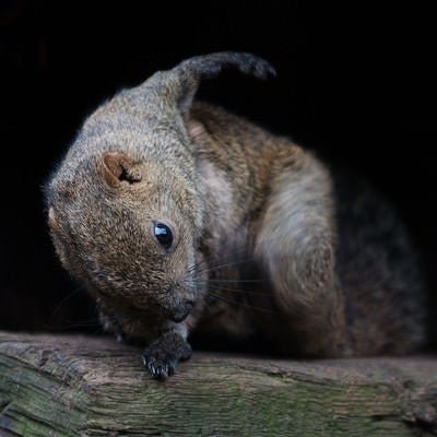 どんぐり食ってる場合じゃねえ！！ 走り去るリスの写真