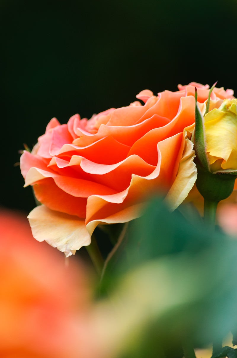 「艶やかなオレンジのバラ」の写真