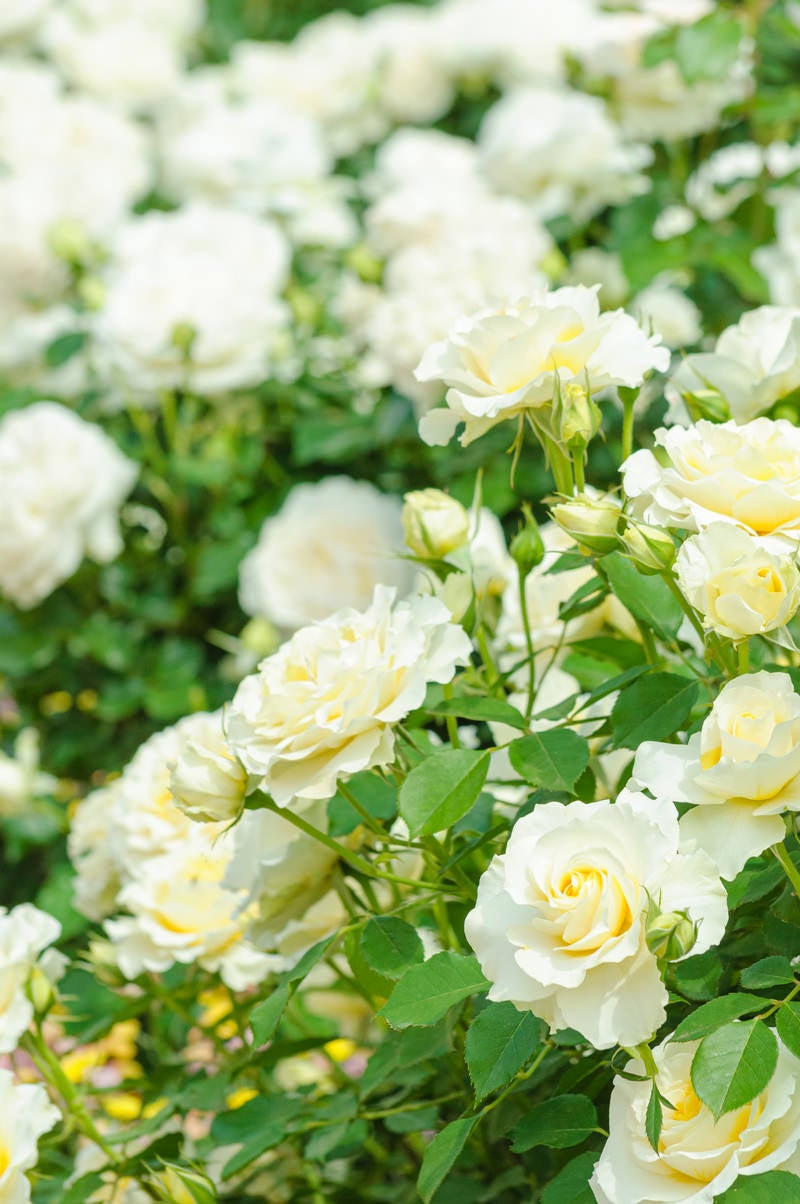 「薄クリーム色のバラ」の写真